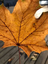 Close-up of dry maple leaf on leaves