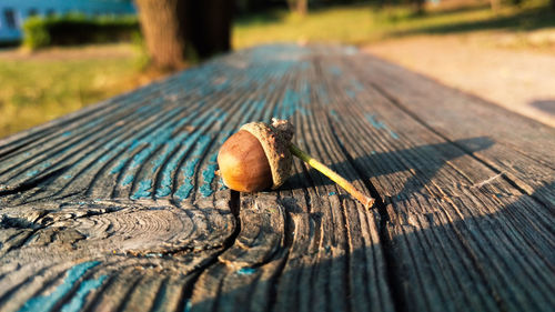 Close-up of lizard on wood