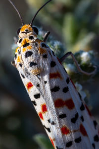 Close-up of butterfly