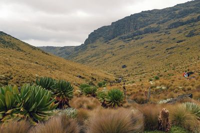 A group of hikers in the panoramic mountain landscapes of mount kenya 