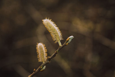 Close-up of flower buds growing outdoors