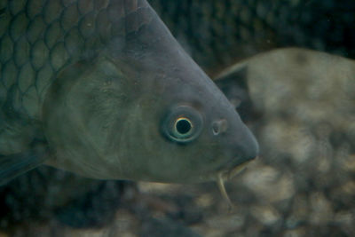 Close-up of fish swimming in aquarium