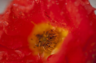 Full frame shot of red fruit