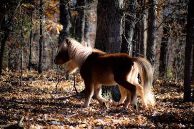 Lion in a forest