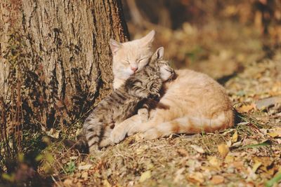 Cat and kitten relaxing by tree