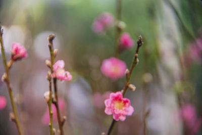 Close-up of pink flowering plant