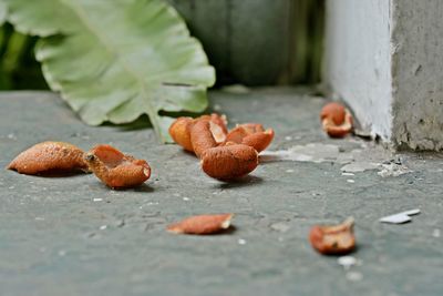 Orange peels on floor by leaf