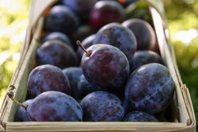 Close-up of grapes in basket