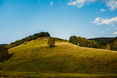 Scenic view of trees on field against sky