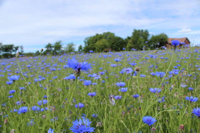 Close-up of purple flowering plants on field against sky