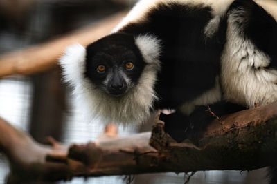 Close-up of an lemur