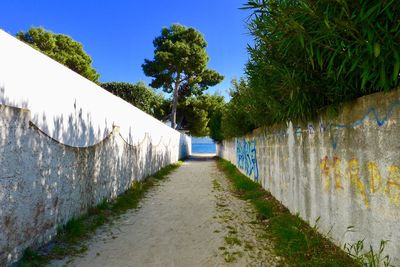 Footpath amidst trees against clear blue sky