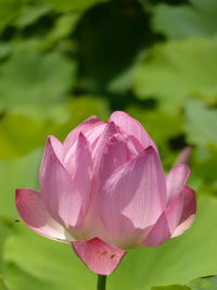 Close-up of pink water lily