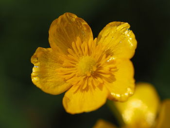 Close-up of water lily blooming in pond