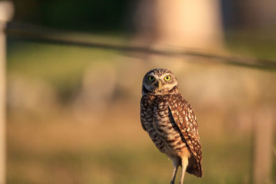 Adult burrowing owl athene cunicularia perched outside its burrow on marco island, florida