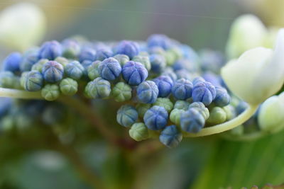 Close-up of buds on plant