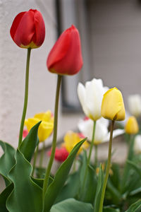 Close-up of tulip tulips