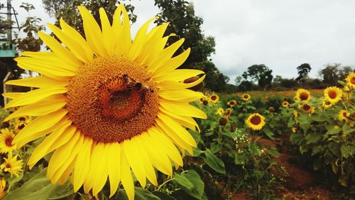 Bee on sunflower field