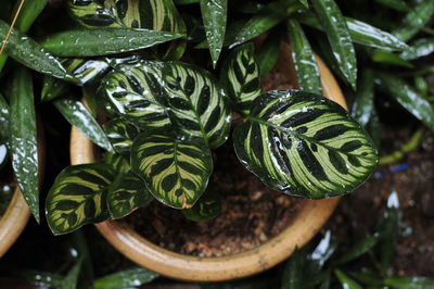 Close-up of wet plants