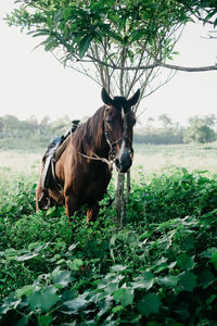 Horse in a field