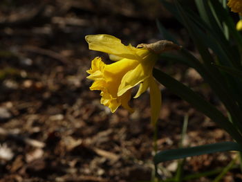 Close-up of yellow flowering plant on field