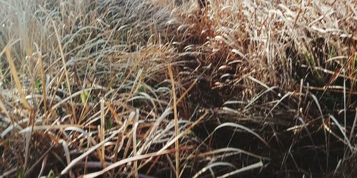 Full frame shot of grass on field