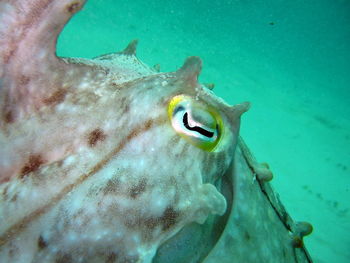 Close-up of fish swimming in sea