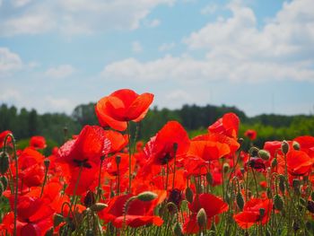 Close-up of red poppies on field against sky