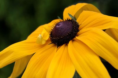 Close-up of yellow daisy flower