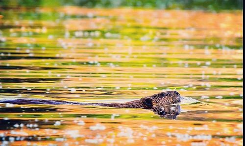 Duck swimming in lake