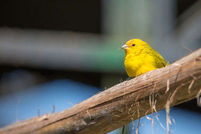 Close-up of bird perching on branch