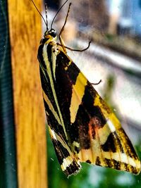 Close-up of butterfly