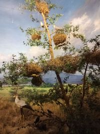 Trees on field against sky