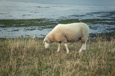 Sheep in a field