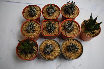 High angle view of plants on table