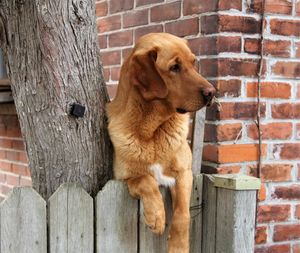 View of a dog against brick wall