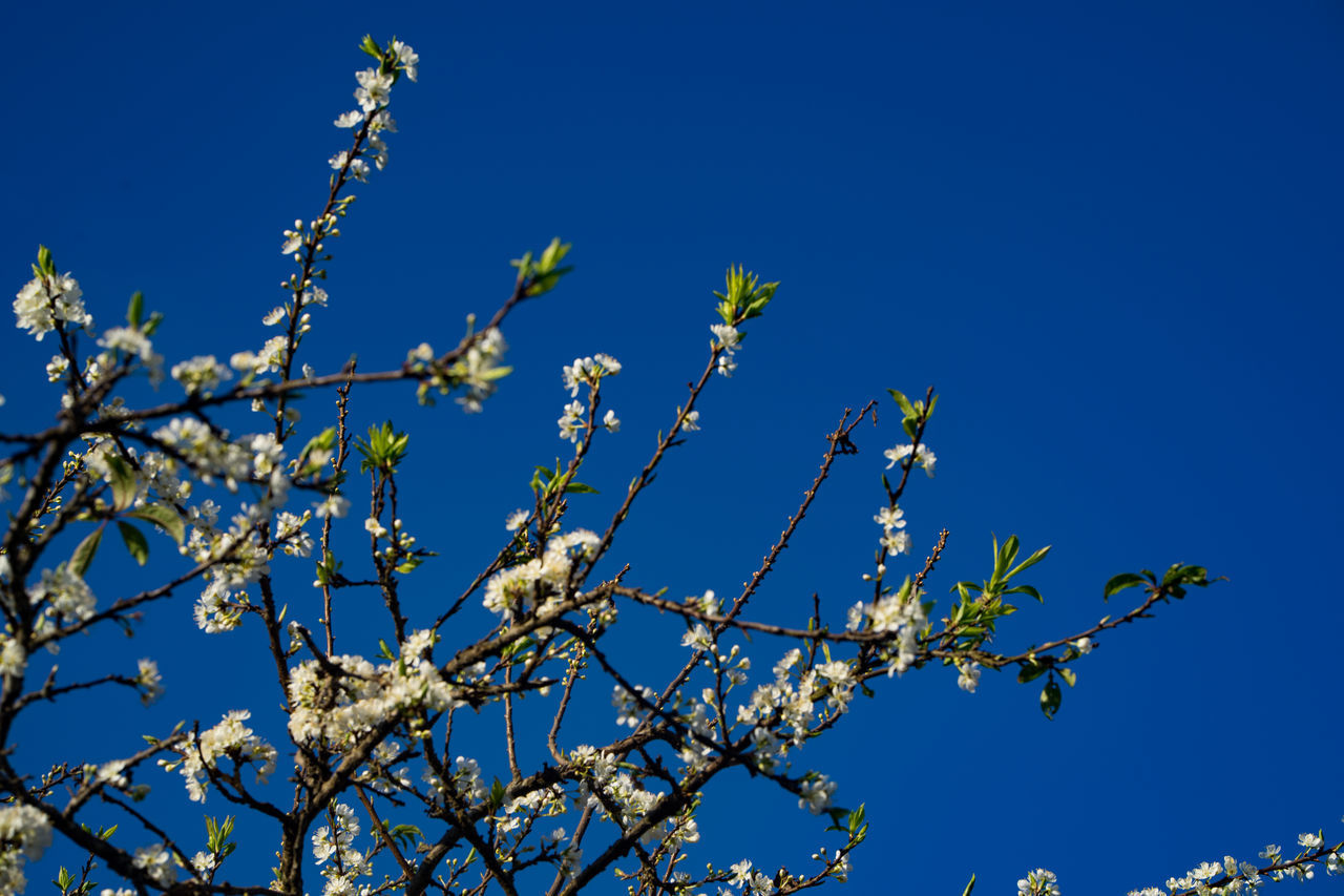 LOW ANGLE VIEW OF FRESH BLUE FLOWERS AGAINST CLEAR SKY