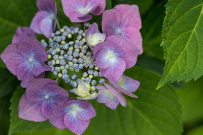 Close-up of purple flowers