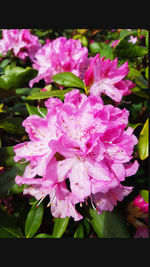 Close-up of pink flowers