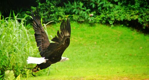 Close-up of eagle flying over field