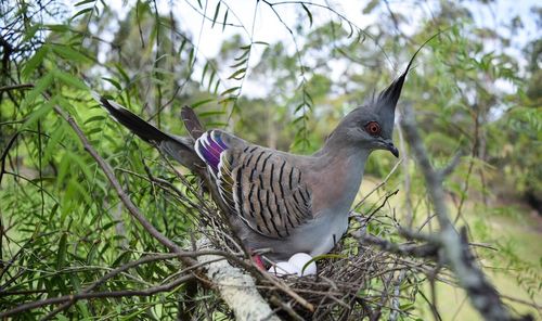 Low angle view of birds perching on branch