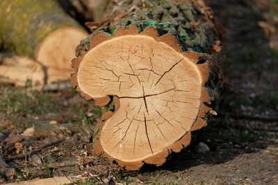 Close-up of log in forest