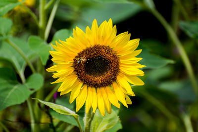 Close-up of sunflower