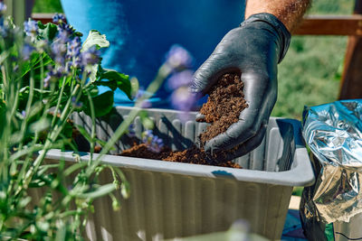 Hands of a man with black gloves pouring ground in flower pot for replanting geraniums