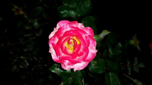 Close-up of pink rose blooming outdoors