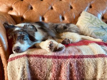 High angle view of dog sleeping on sofa