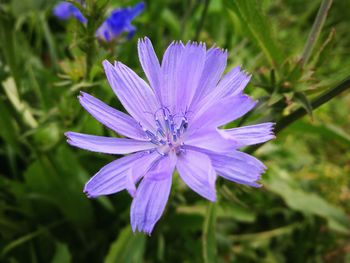 Close-up of purple flower blooming outdoors