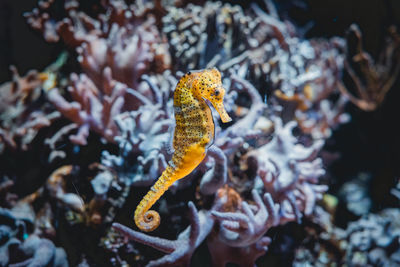 Fish swimming in sea