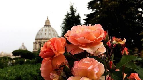 Close-up of red flowers