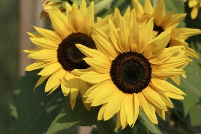 Close-up of yellow sunflower